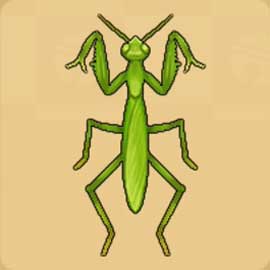 カマキリ.jpg