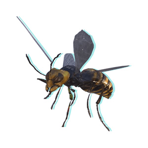 飛行型侵略生物