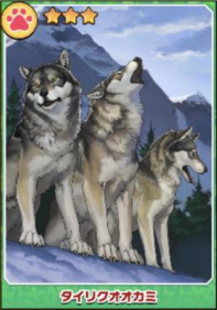 タイリクオオカミ(フォト).PNG